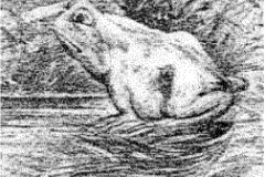 illusion1-frog