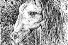 illusion1-horse