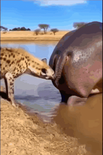 20260831-hippo-hyena
