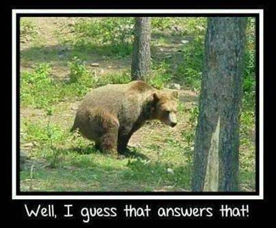20260915-bear-answers-that