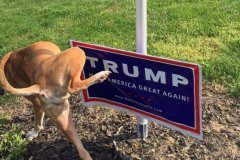 20200605-pissing-on-trumo-sign