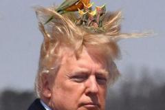 20200707-trump-birds-nest