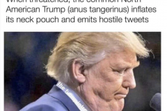 20200731-trump-anus-tangerinus