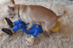 20200802-trump-doll-monted-by-small-dog