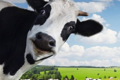 20200805-cow