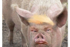 20201015-trump-minor-side-effects