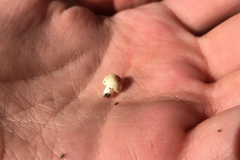 20201219-trumps-tiny-mushroom
