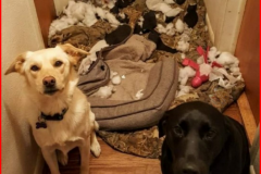 20220814-antifa-did-it