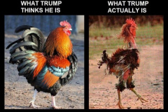 20230106-trump-cockerel