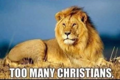 20230428-not-enough-lions