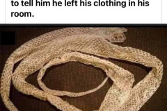 20230428-ted-cruz-snake-skin