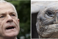 20230428-turtlepeter