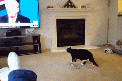 20230503-cat-runs-from-trump