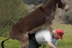 20230605-trump-donkey