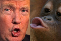 20230817-trump-chimp