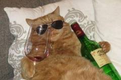 20240812-drunken-cat