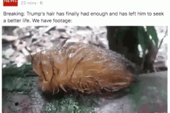 20240909-trumps-hair-walks
