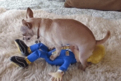 20240930-trump-dog-toys15