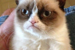 20250318-humpty-dumpty-grumpy-cat