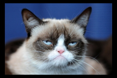 20250320-tired-of-trump