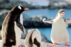 20250403-penguins-shutterstock