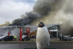 20250405-tesla-burning-penguin