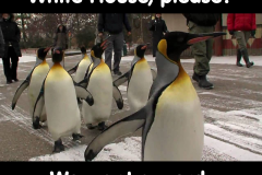 20250414-penguins-white-house