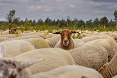 20250713-sheep