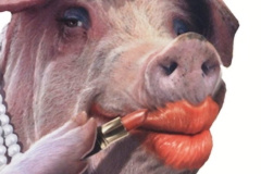 20250727-lipstick-on-a-pig