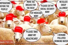 20260419-maga-sheep