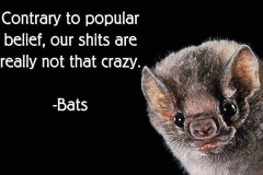 20260515-bats-shit-not-that-crazy