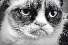 20260602-trum-grumpy-cat