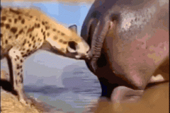20260704-hyena-hippo-shit