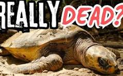 20260713-mcconnel-turtle-really-dead
