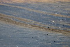 20260714-reflecting-pool-tyre-marks-04