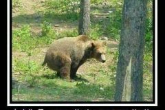 20260915-bear-answers-that
