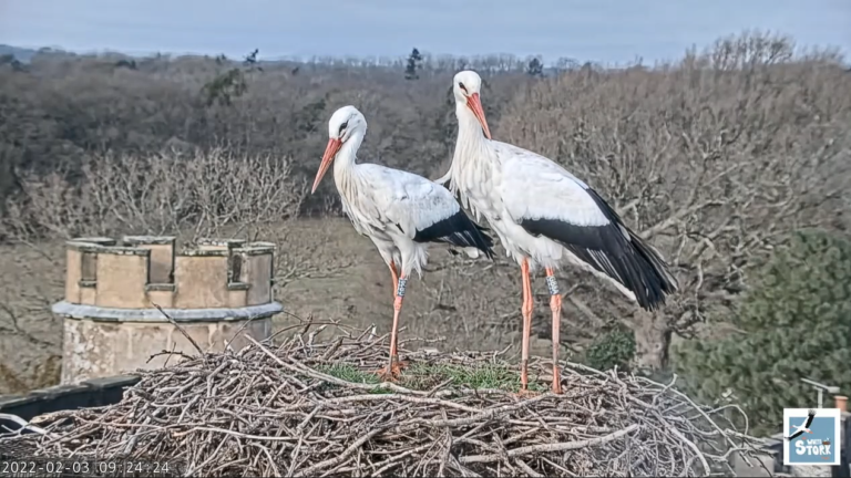 Reintroducing Storks to Britain