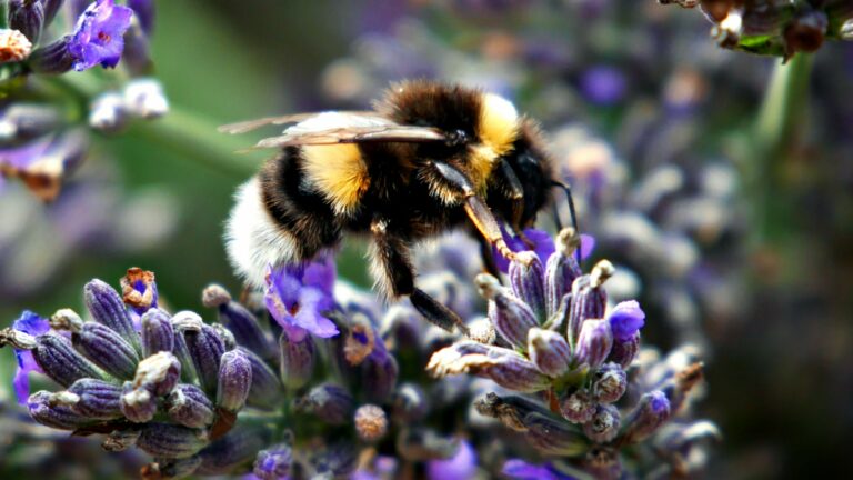 Drunken bumblebees in our garden…