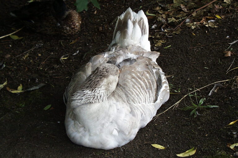 A very sleepy goose