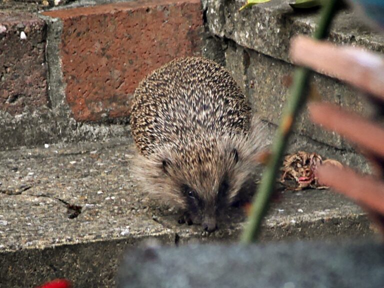 Hedgehog in the garden