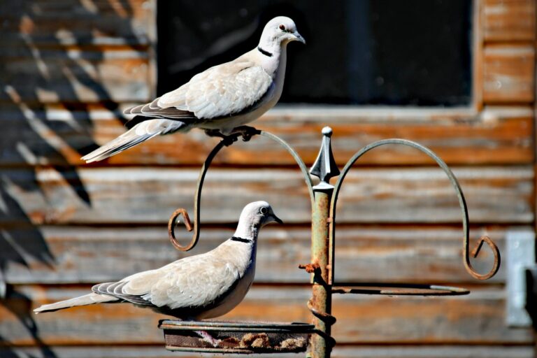 Collared doves return