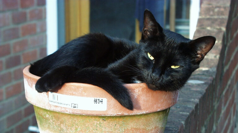 Flora the flowerpot cat