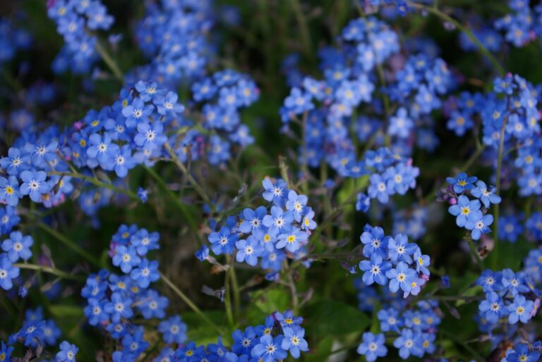 A few snaps in the garden