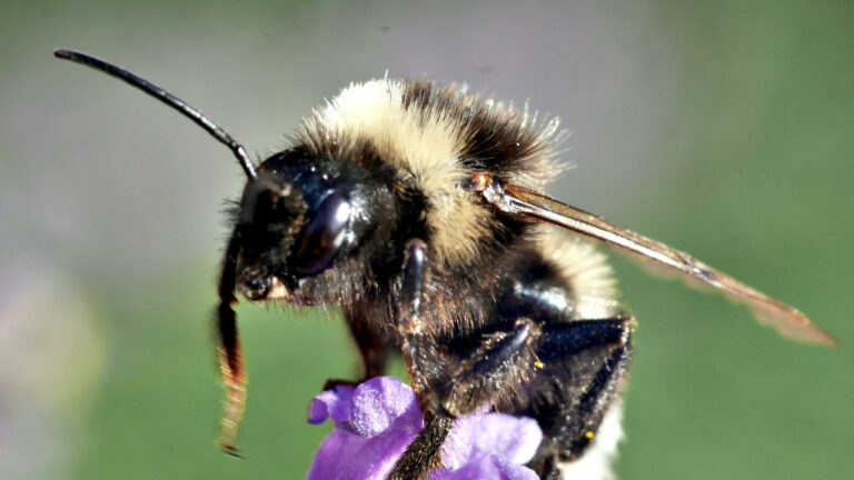 Bumblebees 2025