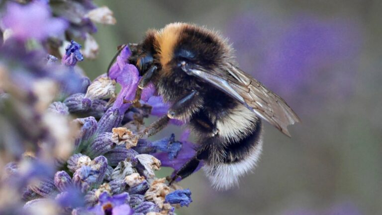 More Bees