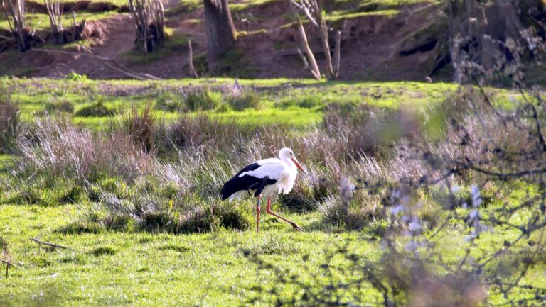Storks at Knepp