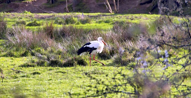 Storks at Knepp